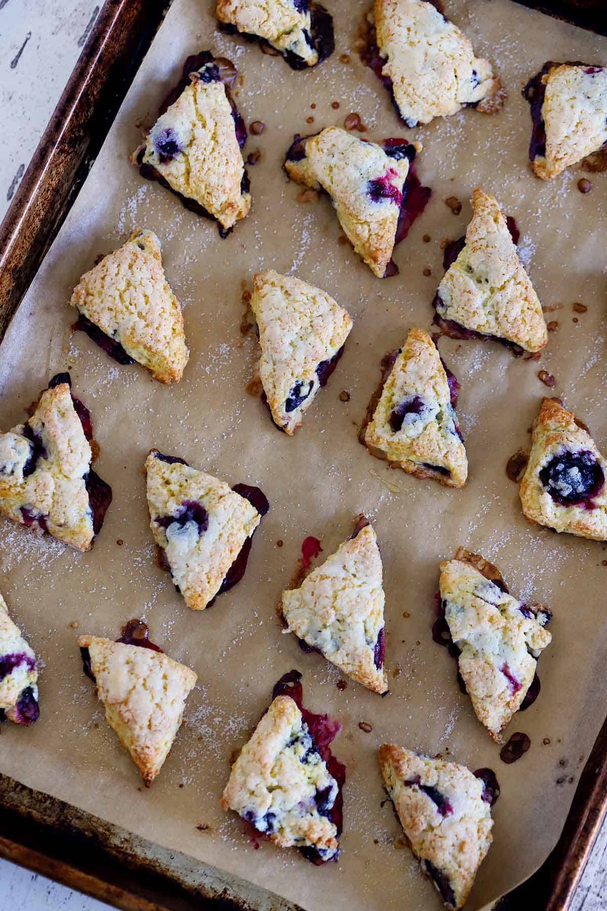 Baked mini blueberry scones on a parchment covered baking sheet.