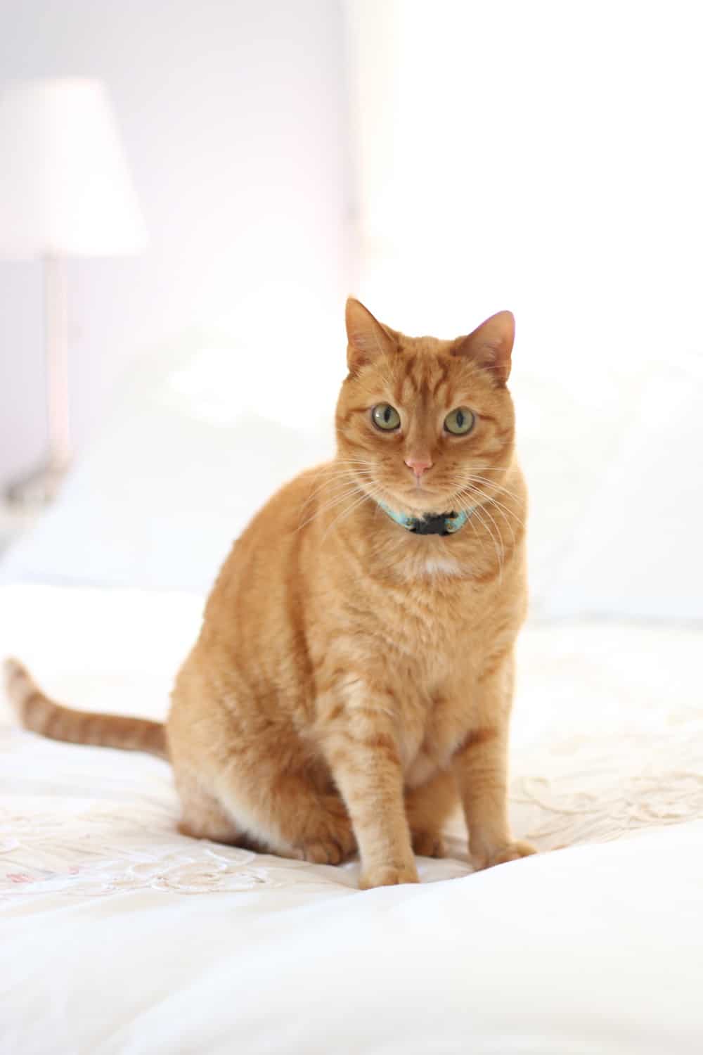 Orange tabby cat sitting and looking at the camera.